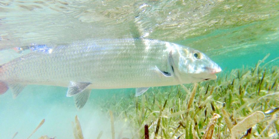 Florida Keys Inshore Fishing